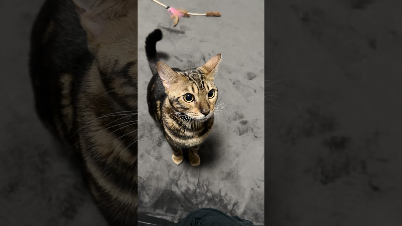 ごはん…くれよぉぉ！！【子猫】#shorts #ベンガル #ねこりる