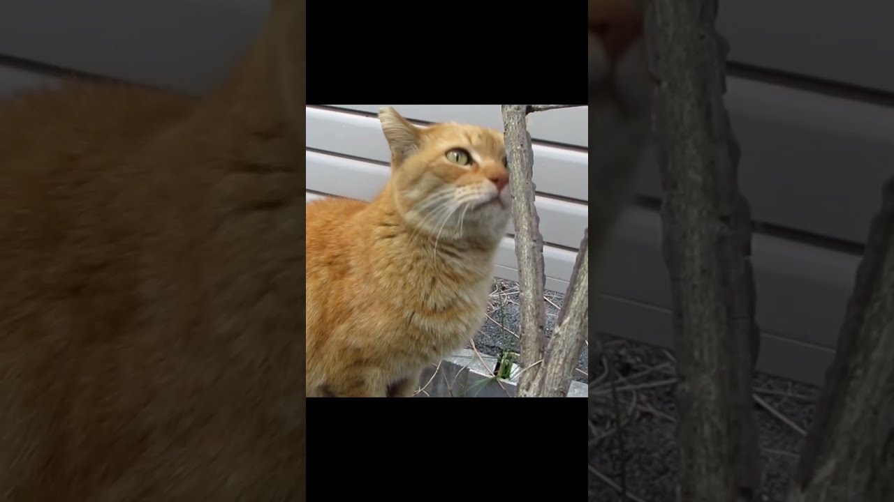 [野良猫ショート]なかなか近づいてこないけどギリギリモフれた茶トラ猫が可愛い！[straycat]The barely-moved brown cat is cute!