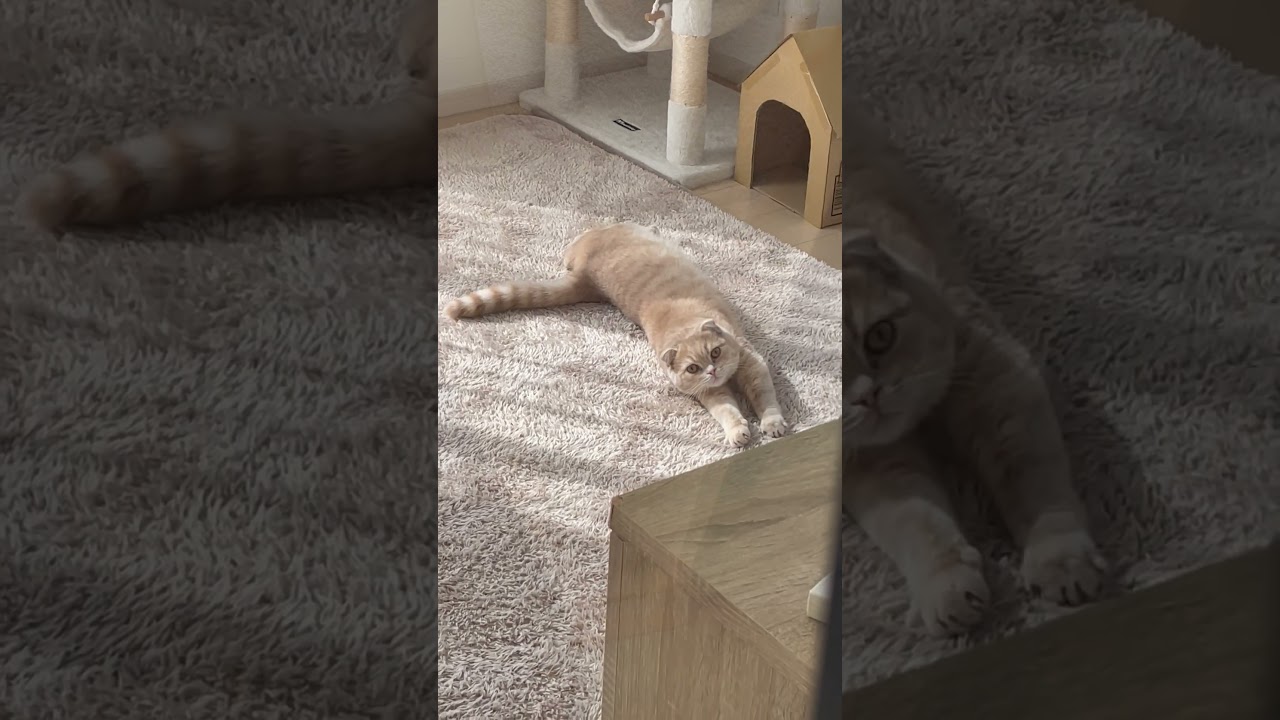ヘソ天を見てもらいたい子猫【スコティッシュフォールド】#shorts #かわいい #子猫