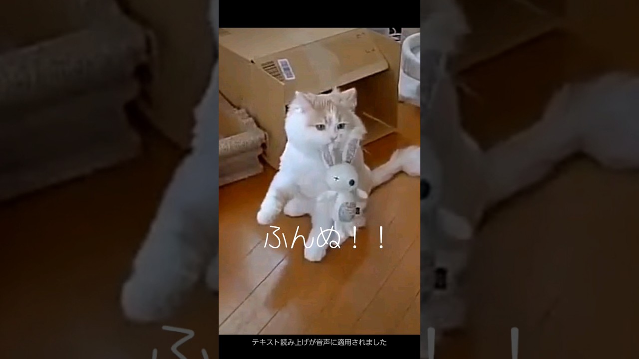 いつもうさ子といっしょ #ラガマフィン #猫動画 #cat #子猫