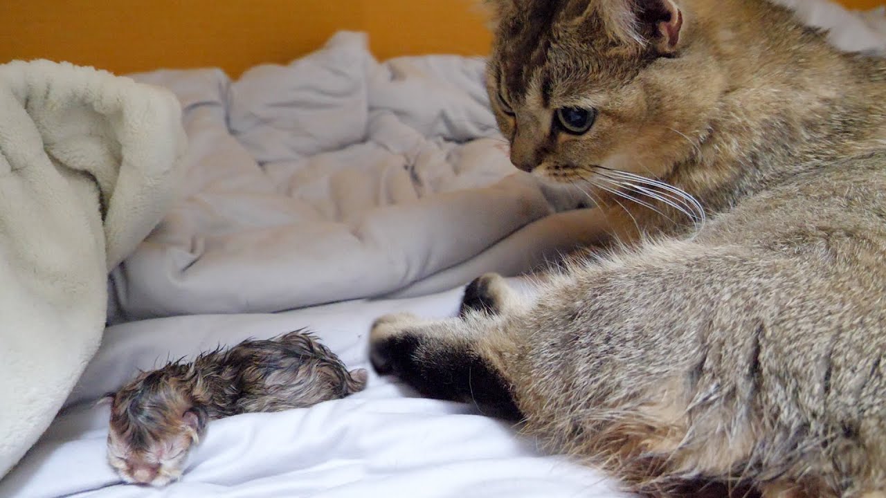 Kiki the cat became a mother!