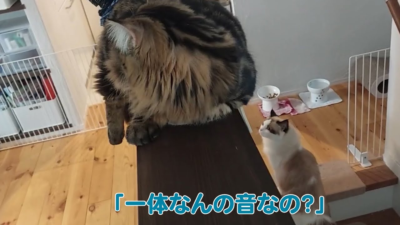 初めてエアコン掃除業者を見てビビるサイベリアンとラグドール