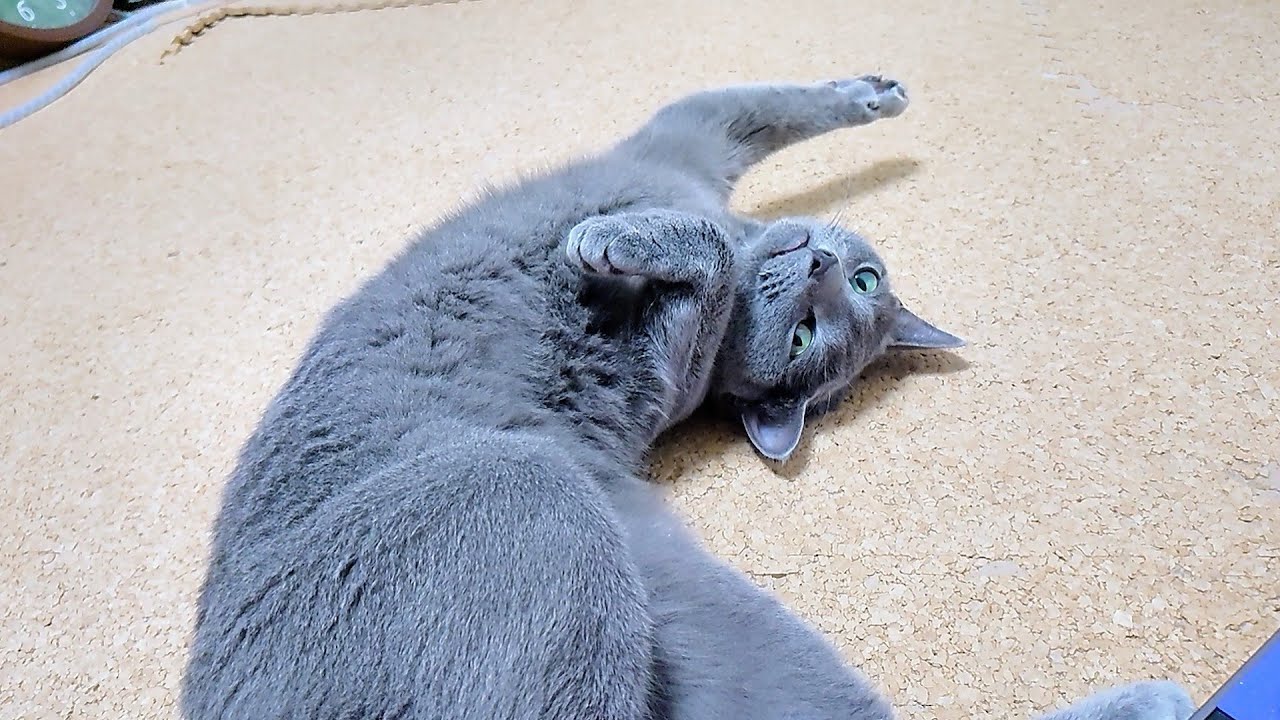 【猫動画】最初は可愛くおねだりするロシアンブルー【russianbule】Russian blue begging cute at first