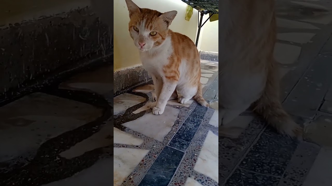 ❤️😻😻 cute brown cat #innocentcat #shorts