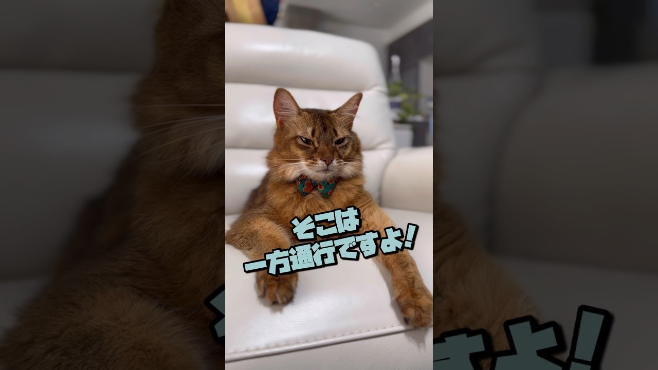 ソマリとキャットウォーク