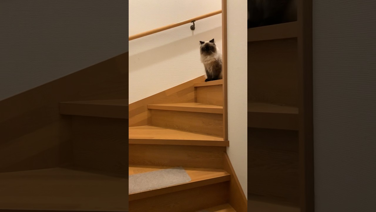 俺深夜に起きる #日常 #猫 #ヒマラヤン #猫のいる生活 #猫のいる暮らし #shorts