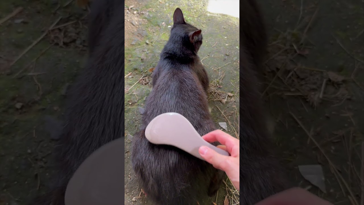 リラックスしてる黒猫🥰