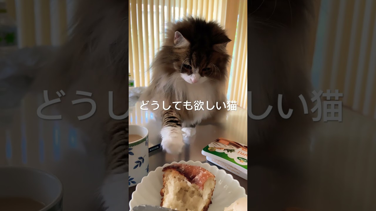 #猫 #cat #cats #ノルウェージャンフォレストキャット #猫動画 #shortsvideo #大型猫 #かわいい猫 #猫との暮らし #shorts