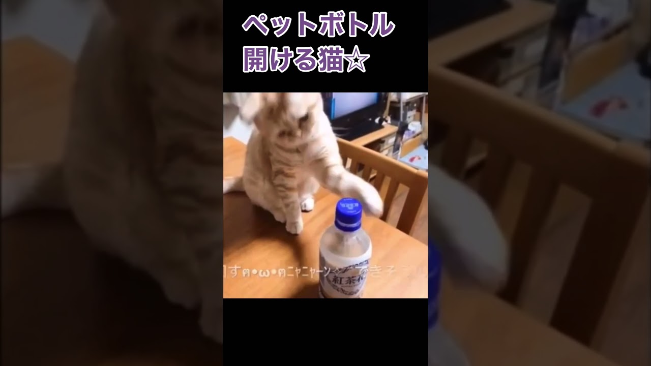 ペットボトルキャップを開けるメイちゃん☆スコティッシュフォールド #cat #猫 #pet #スコティッシュフォールド