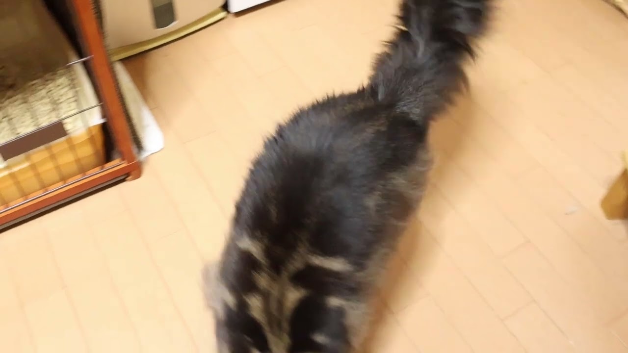 ブラウンの推しメインクーンのレブロン君