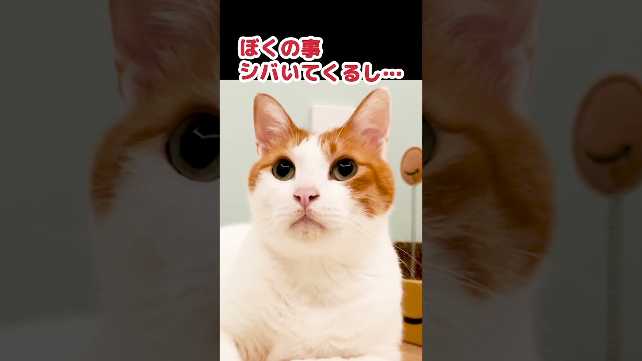 新しい猫がカッチカチな件 #Shorts