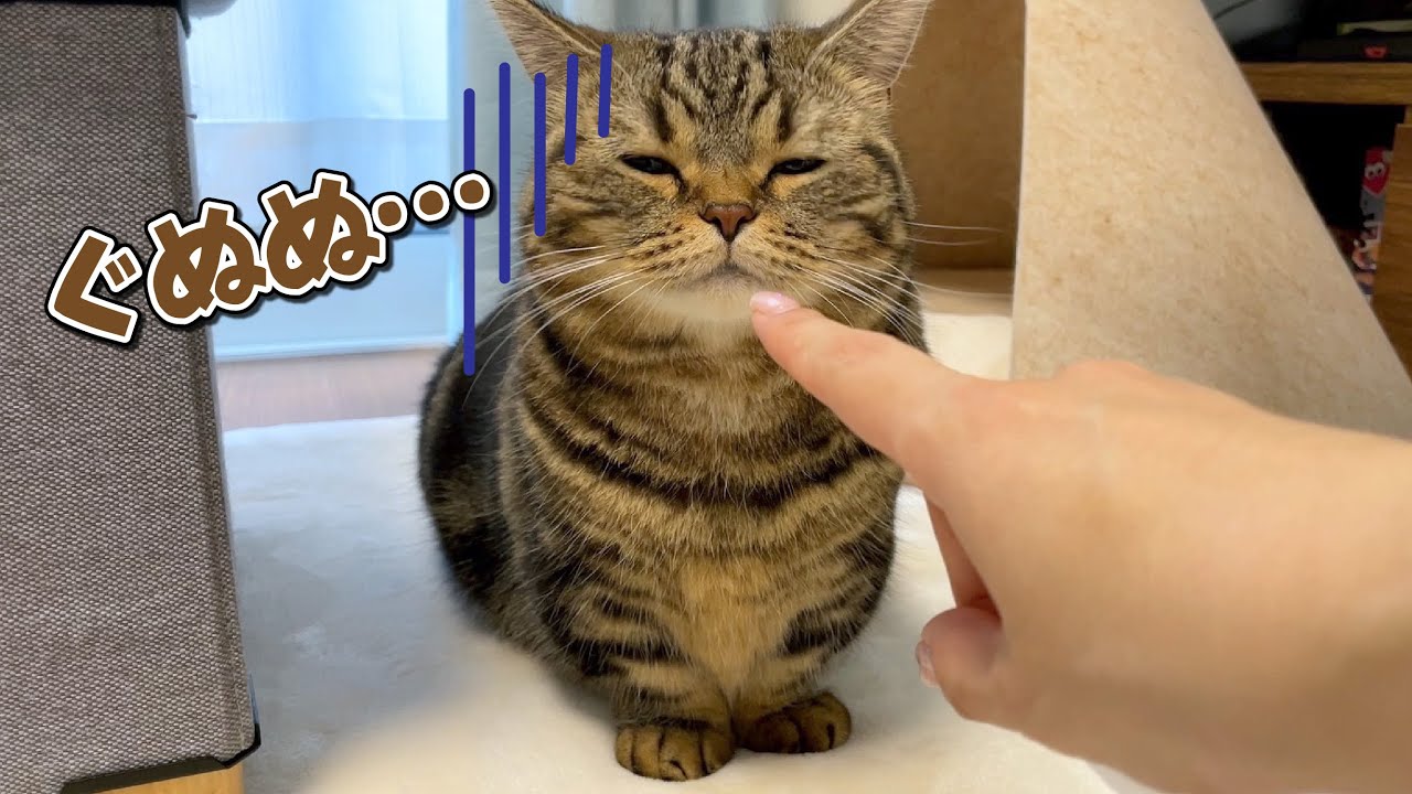 垂れ目が可愛い愛猫の顔が大変なことになっちゃいました！笑