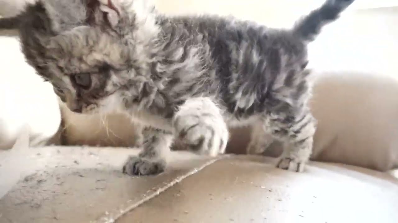 セルカークレックス子猫　2023.6.18産まれ 　ブラウンタビー　　女の子　シーダキャット猫のお店