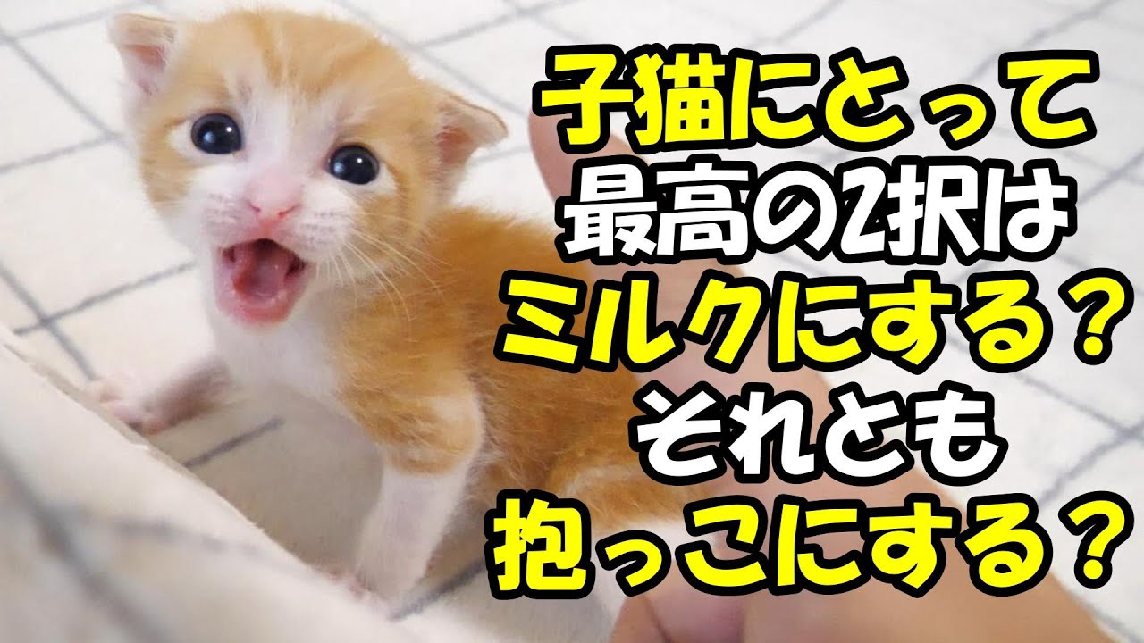 子猫にとって、最高の2択はミルク？それとも抱っこなのかもしれない【赤ちゃん猫　保護猫】