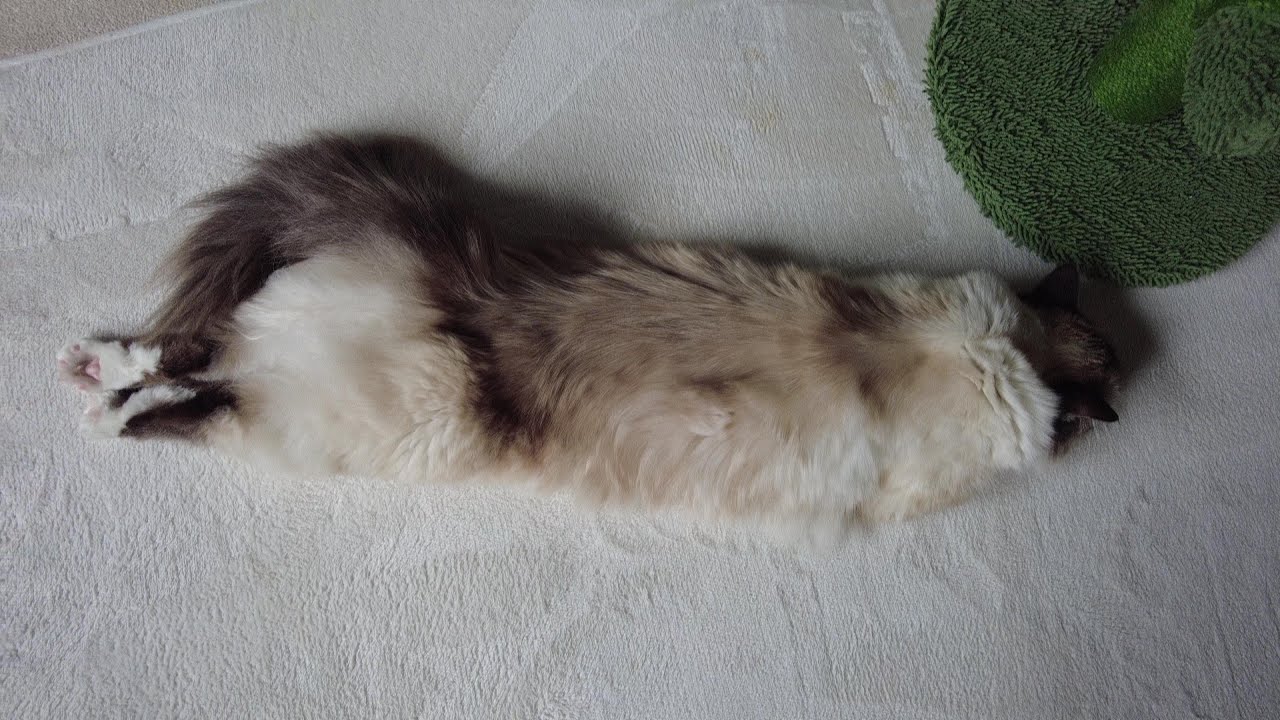 バーマンのひとちゃんとスコティッシュのロイくんが最近仲がいいんです。