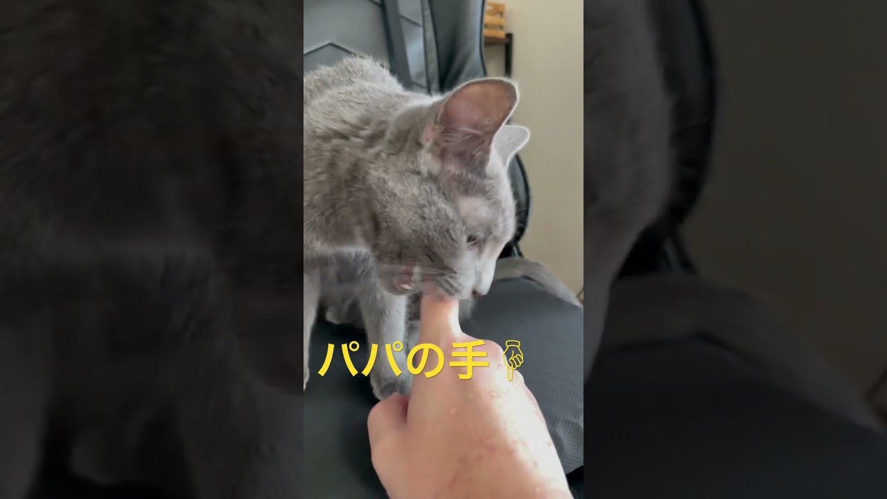 パパの手を噛んでスッキリ✨した猫（ロシアンブルー）#shorts