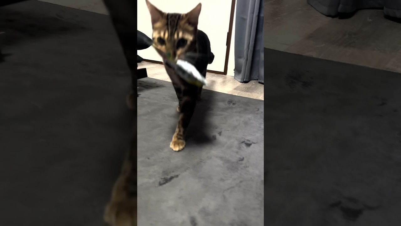 ラムネを運んでくれる子猫がかわいい！ #shorts #ベンガル #ねこりる