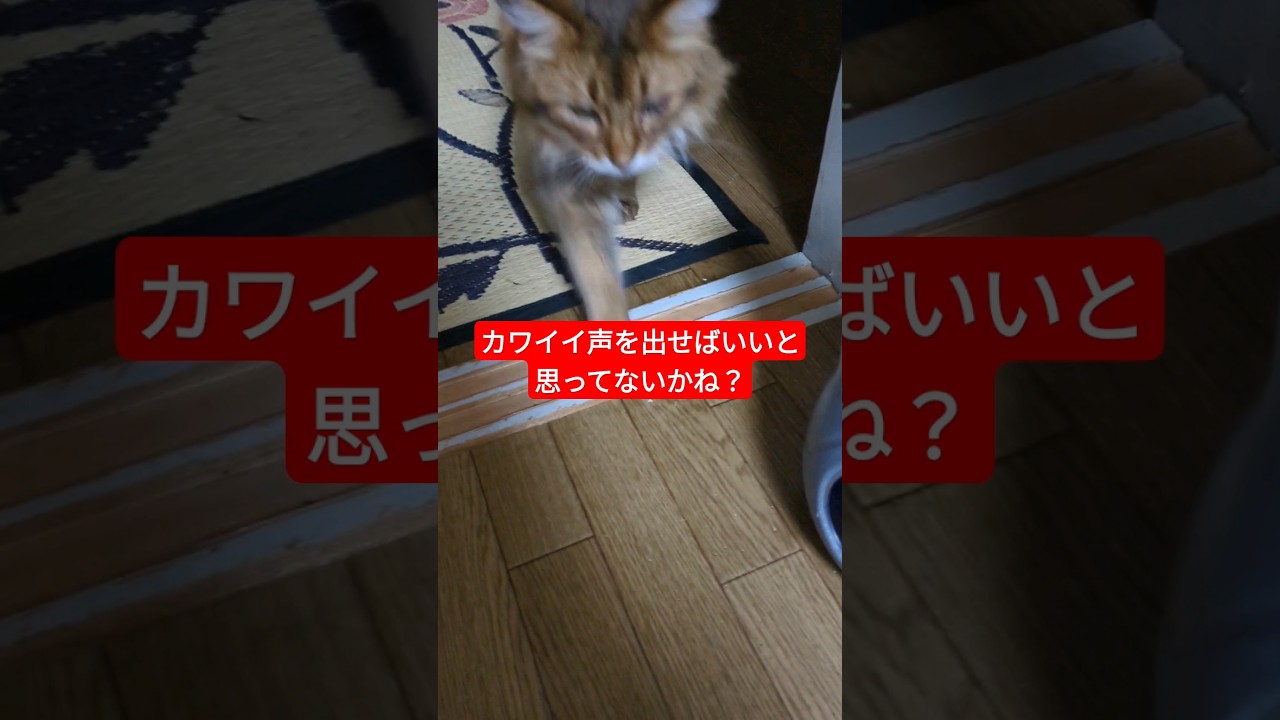 風呂上がりの父に匂い付けを かわいい声を添えて#猫 #kmg #ソマリ #shots