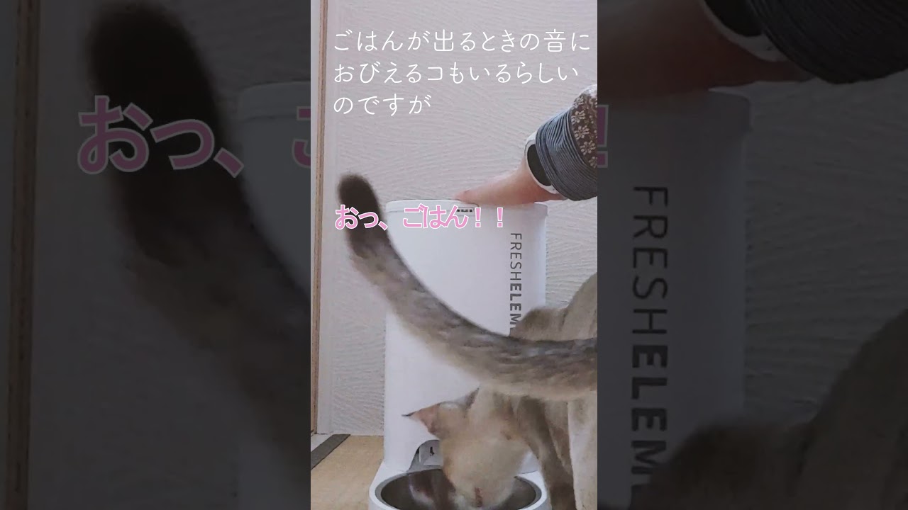 自動給餌機で子猫にごはんをあげてみたら#シンガプーラ#singapura #ごはん#shorts