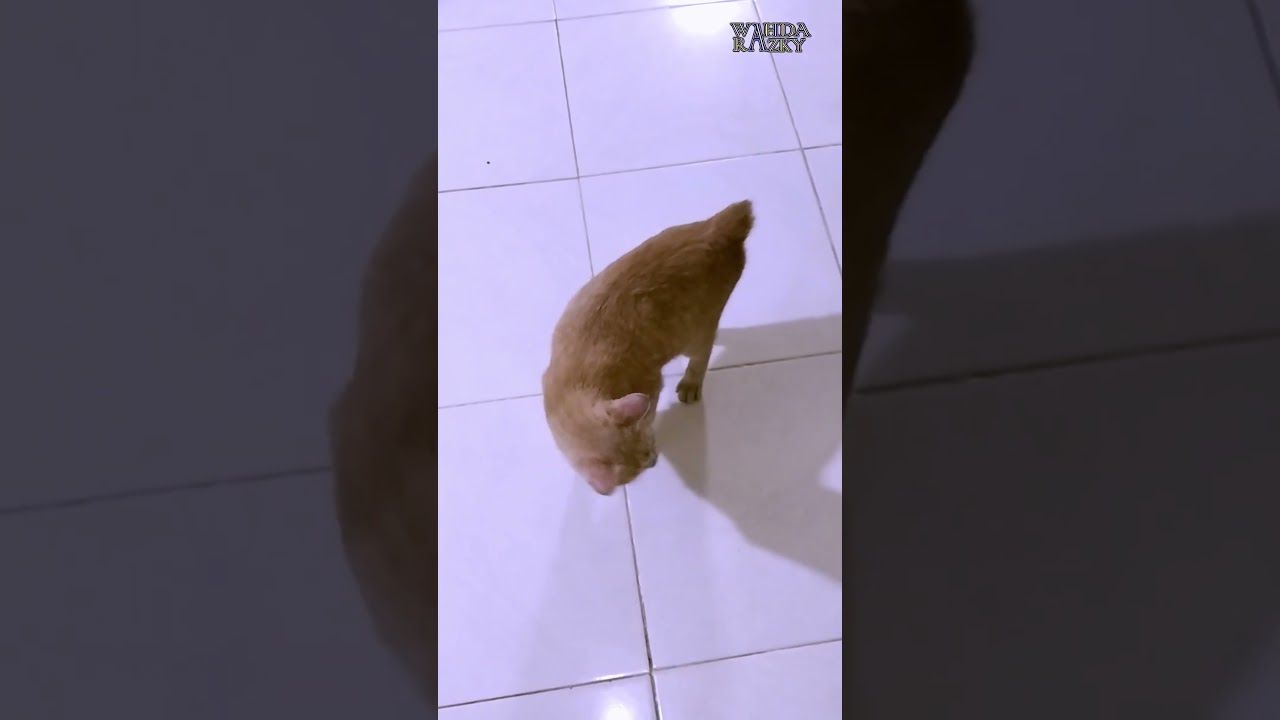 A Manx Cat Rubs With A Boy