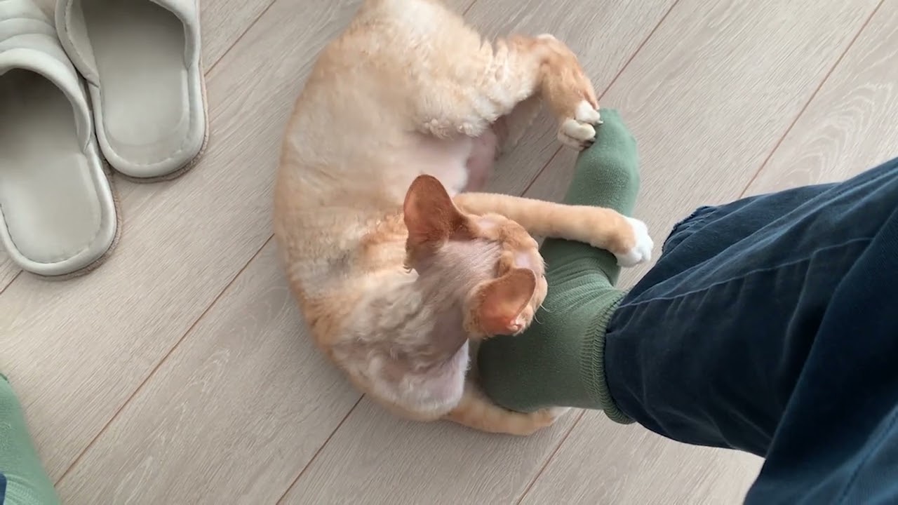 デボンレックス猫が私の足を狙ってきました(Devon rex cat attacked my foot)