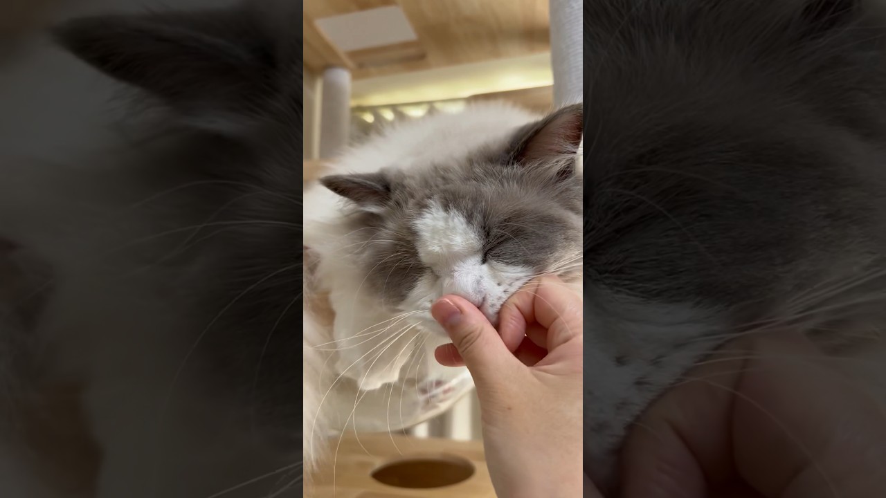 🐈そこは急所じゃないのか #cat #ラグドール