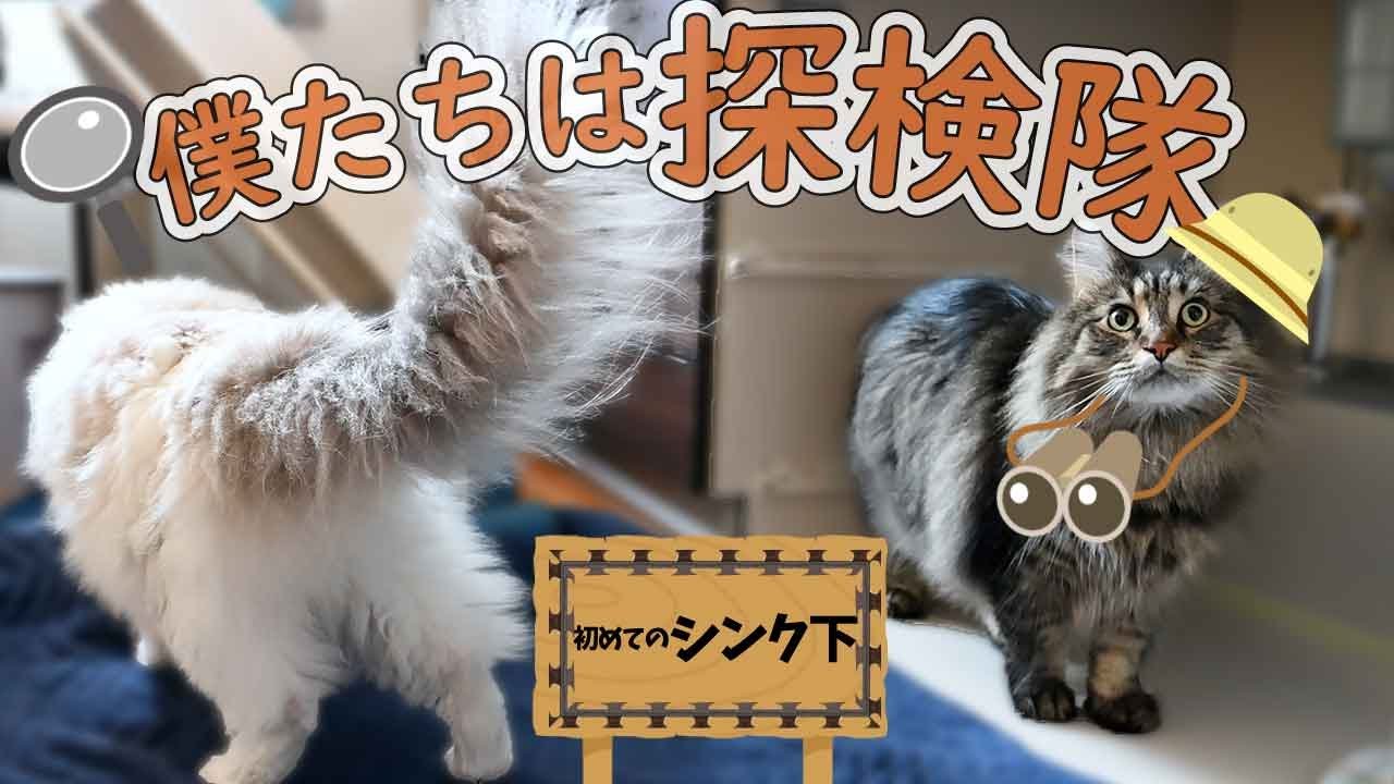 人前では猫かぶりなラグドールと人なつっこ過ぎるメインクーン。かくれんぼしていたサイベリアンは飼い主のベットでスヤスヤおやすみ。
