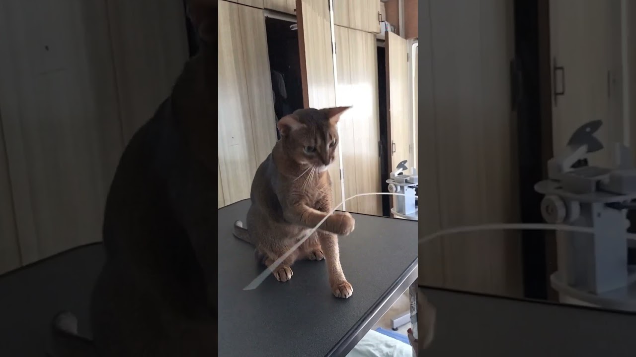 ネコ動画あび＃1876　#shorts　あびの毎日　アビシニアン　あび