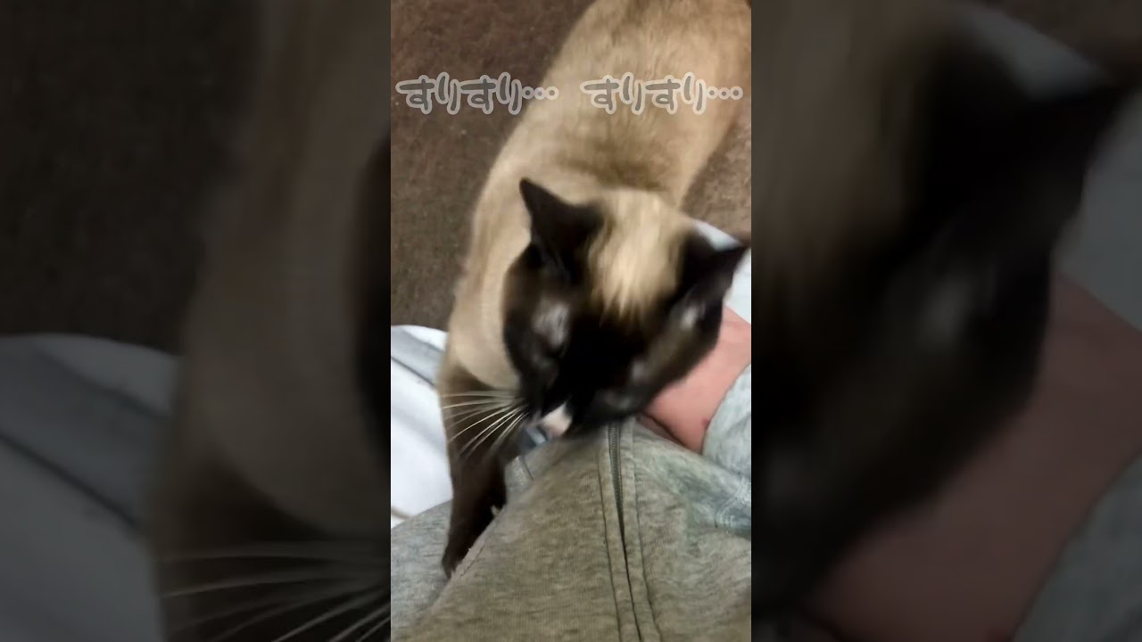 たまには下僕を独り占めしたい弟猫🥲︎✨【シャムMIX】