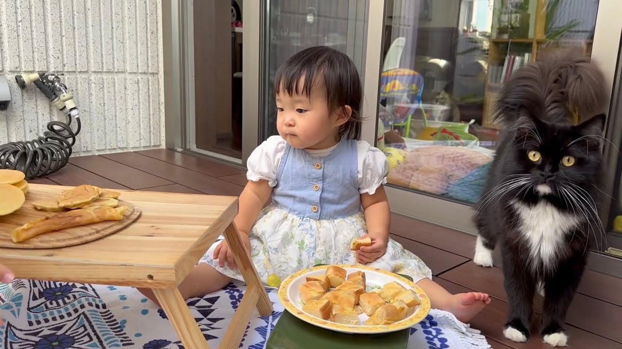 子供と行動を共にする猫　ノルウェージャンフォレストキャット　ラガマフィンA cat that acts together with a child.