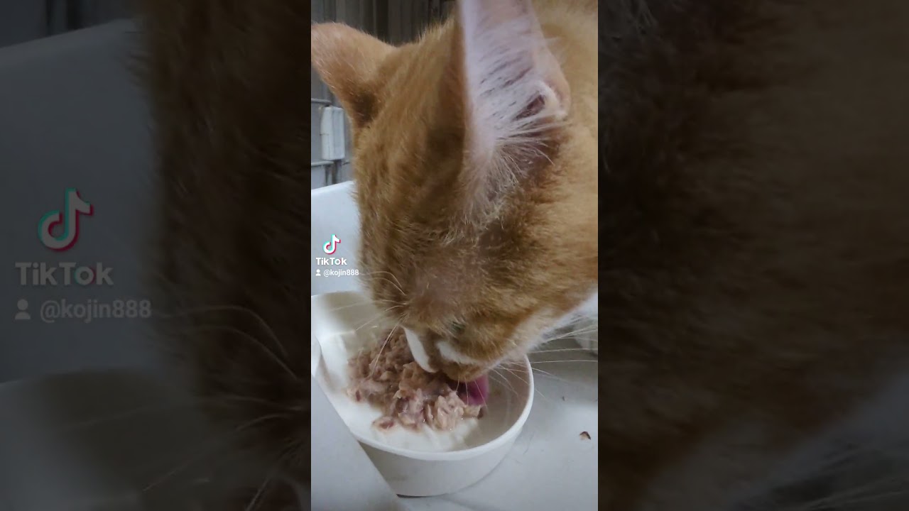 7/31ねこさんの晩餐会（´・ω・`） #ねこ #cat #マンチカン #アビシニアン #キジトラ #猫 #短足マンチカン #cute #abyssinian #短足