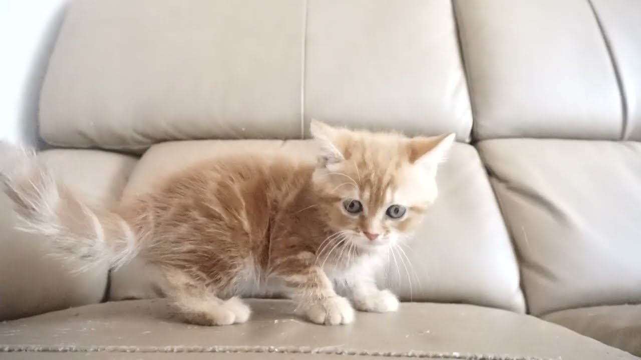 セルカークレックス子猫　2023.6.14産まれ 　レッドタビー　　女の子　シーダキャット猫のお店