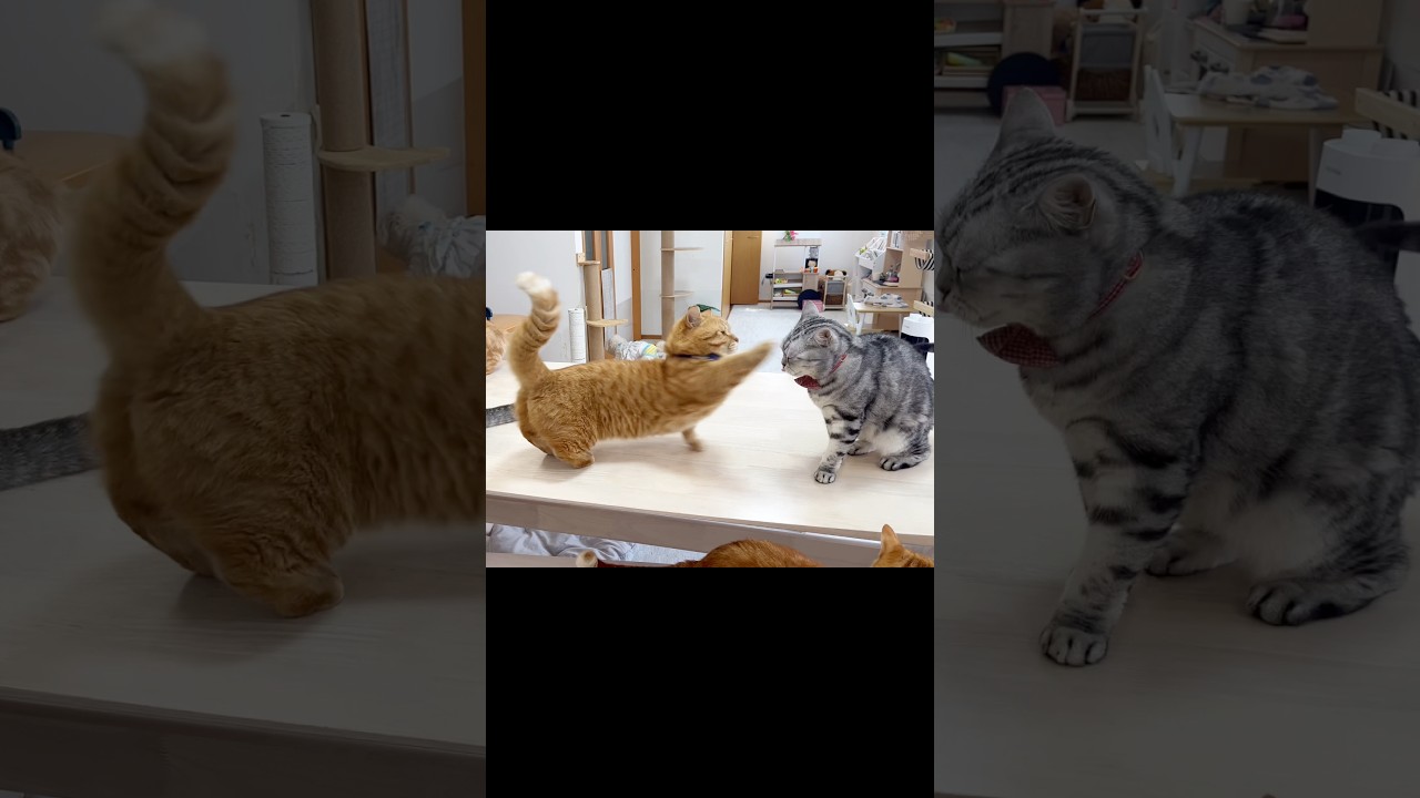 マンチカンのパンチが当たっちゃいました #shorts