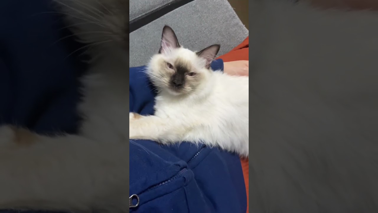 ラグドールの子猫が膝の上でくつろぐようになりました #shorts #ragdoll#ショート #ラグドール