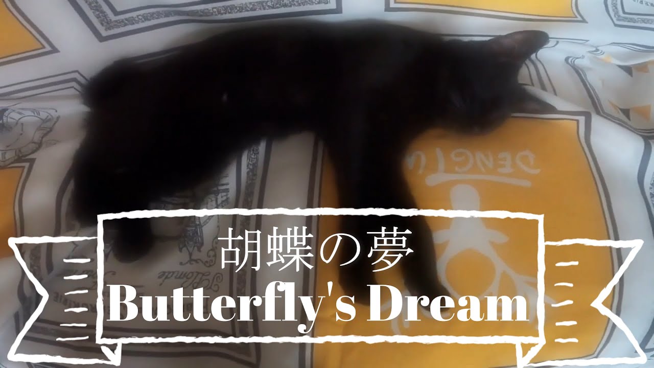【黒猫Vlog26】胡蝶の夢Butterfly's dream  #猫 #黒猫 #ボンベイ #Blackcat #Bombay
