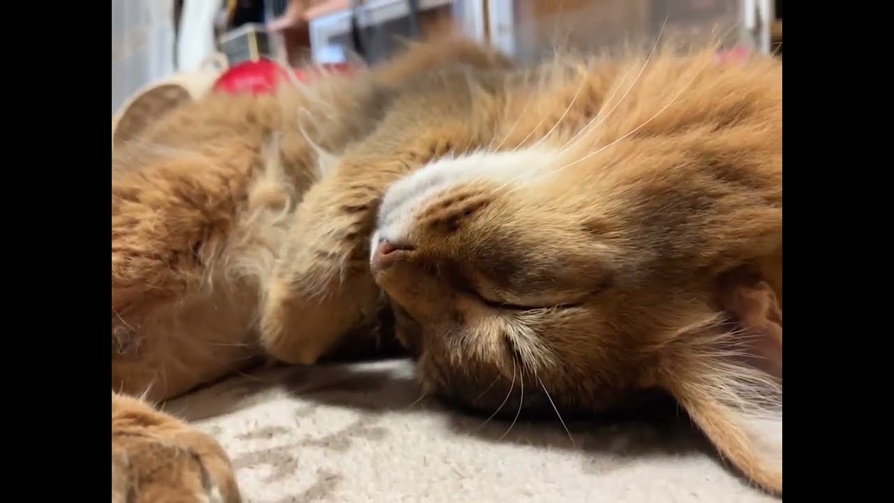 我が家の猫天使～チー（ソマリ）の寝顔が愛おしいのです！～