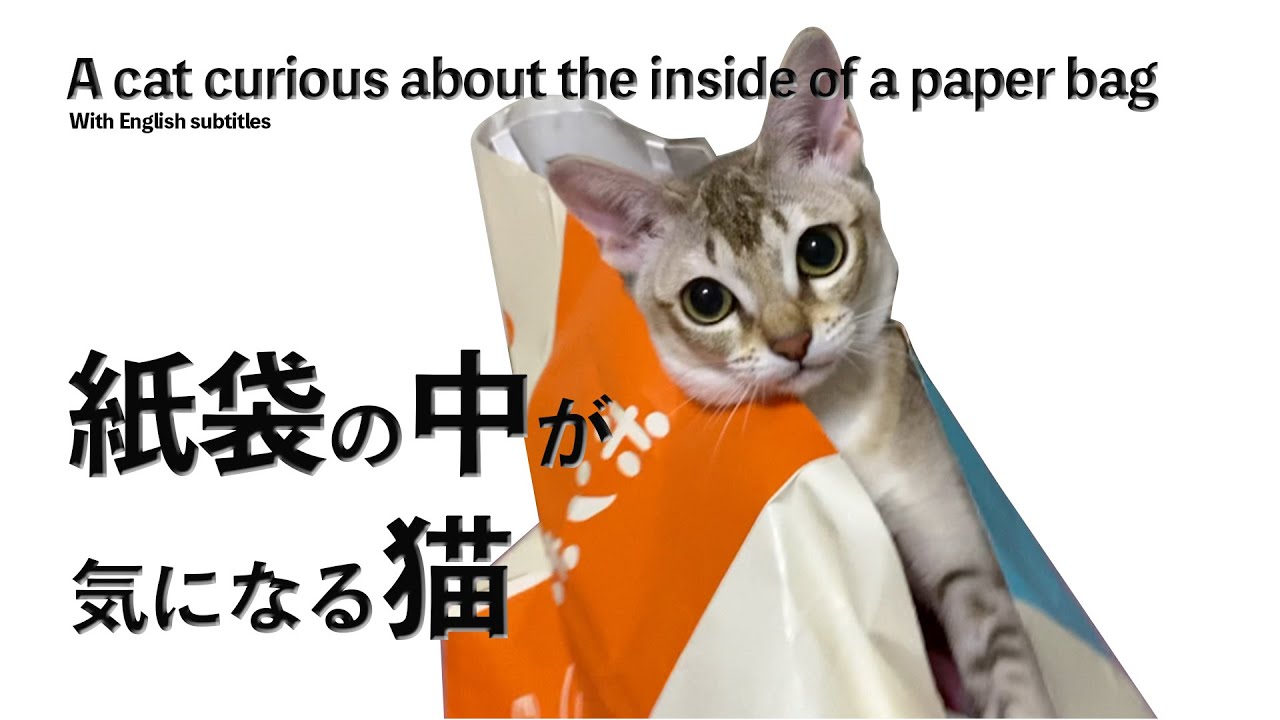 【シンガプーラ】紙袋の中が気になる猫がコチラです#cat #animals #pets #kitten #子猫 #セラ社長