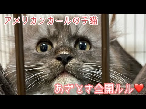 【子猫】ルルのアップをただ眺める会【アメリカンカール】