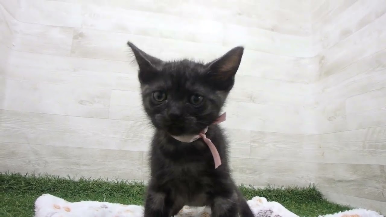 Coo&RIKU　No00643345 アメリカンショートヘアー