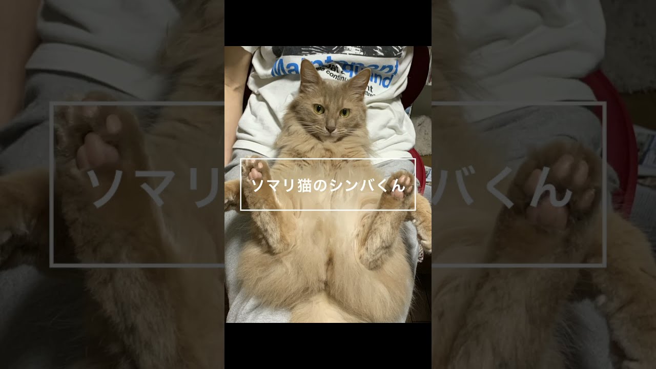 【ソマリ猫】珍しい！膝の上でご機嫌かも！？