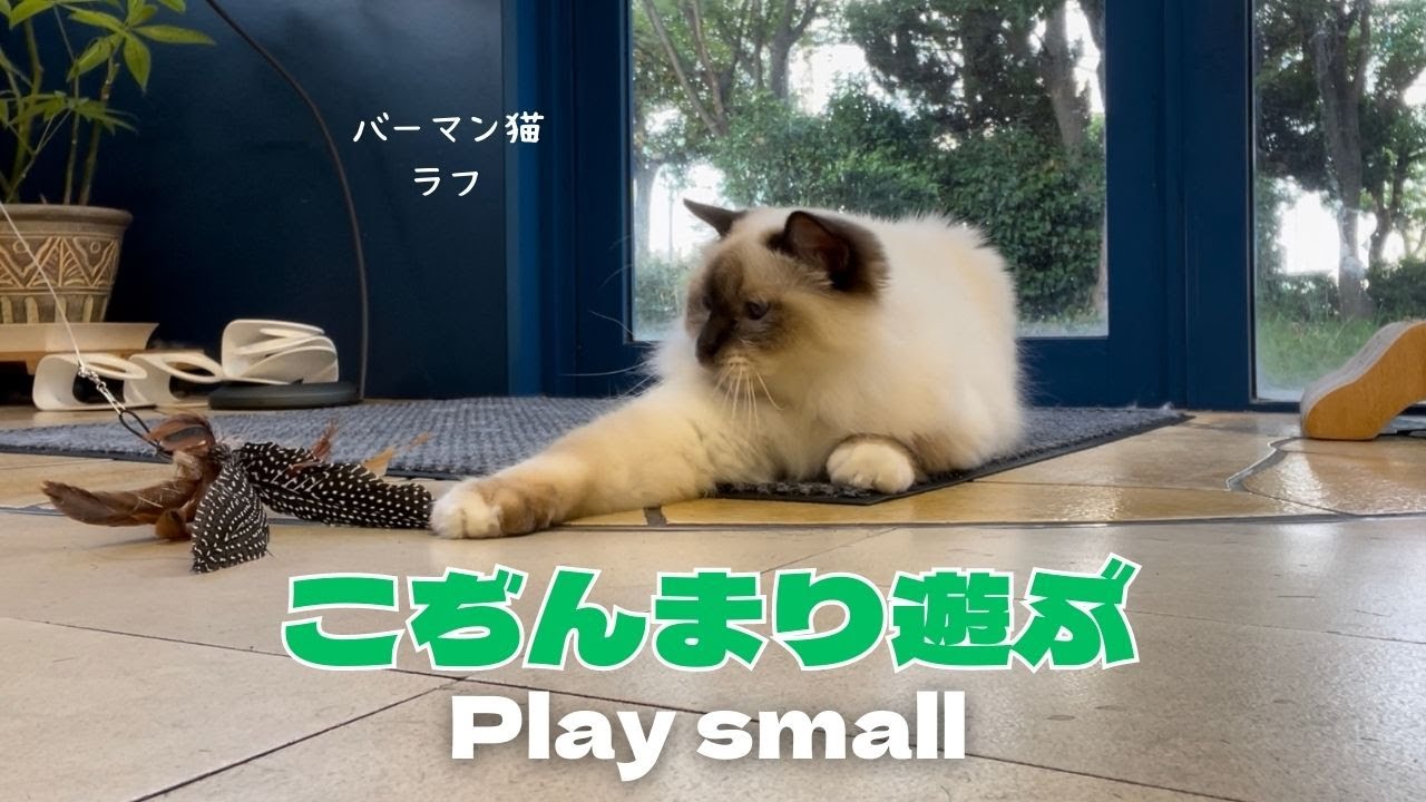 バーマン猫ミカとラフとガブ【こぢんまり遊ぶ】Play small（バーマン猫）Birman/Cat
