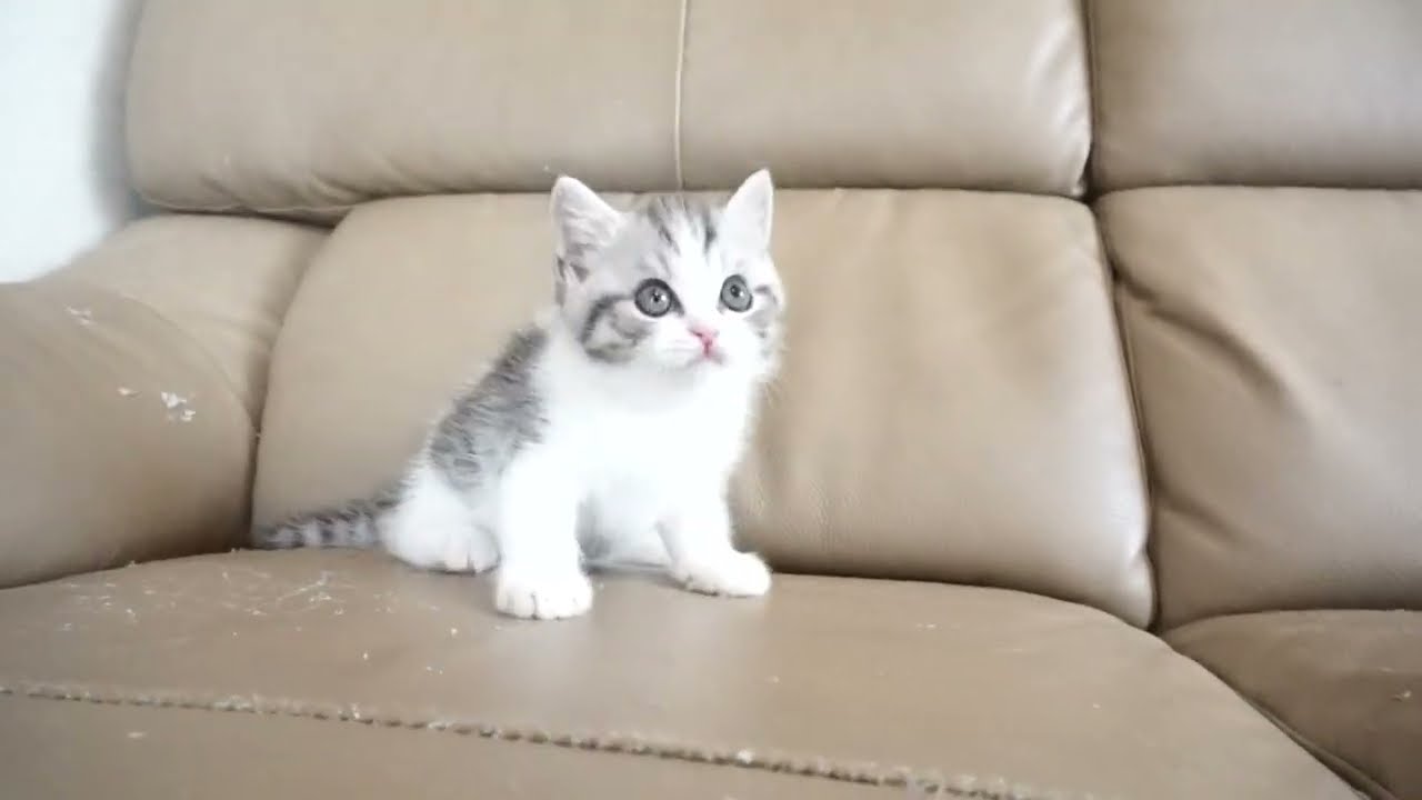 セルカークレックス子猫　2023.6.18産まれ 　ブラックタビー&ホワイト　　男の子　シーダキャット猫のお店