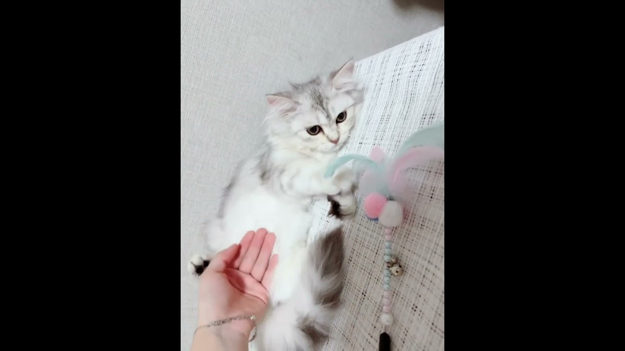 ラガマフィン 可愛い女の子