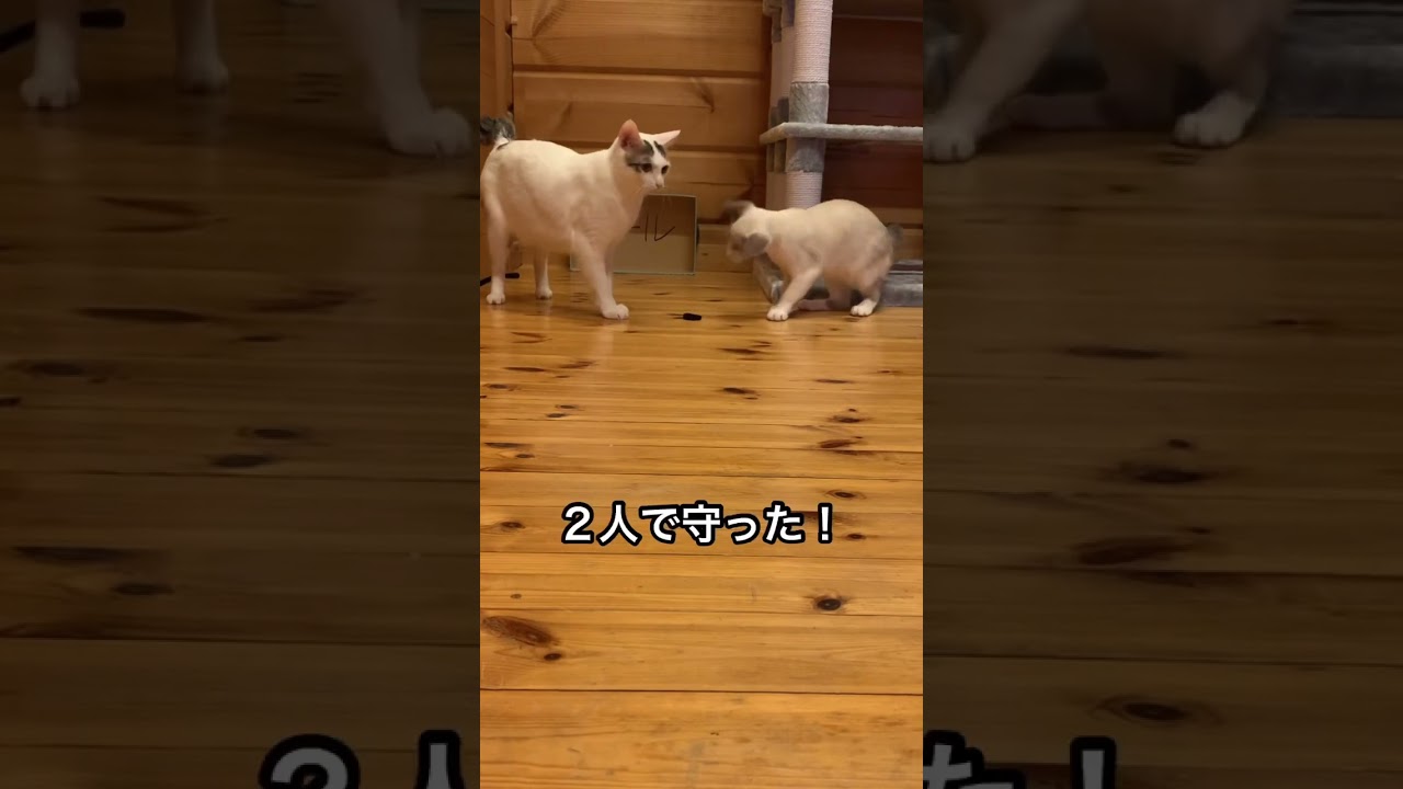 猫と子猫とＰＫ戦。子猫はまだまだ理解していませんが…