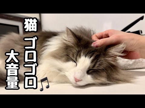 猫ゴロゴロ音の秘密★北欧のでっかい猫はやっぱりデカいんです🎵