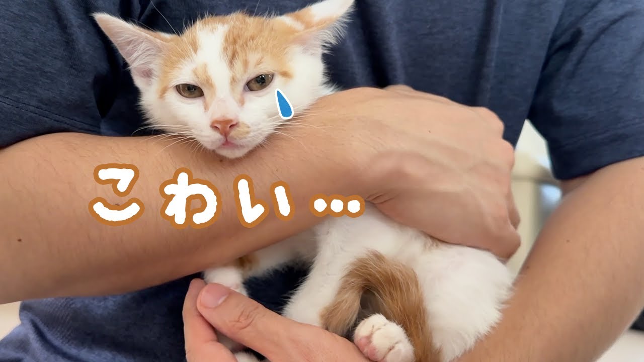 【2日目】怖がりな怯える子猫を慣れさせる日