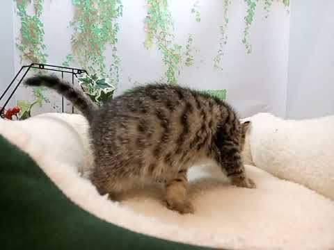 643581 アメリカンカール