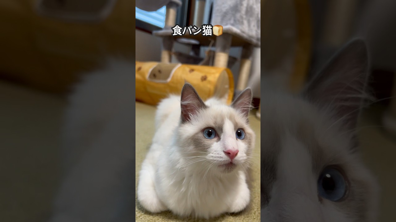 【ラグドールのわたげ】食パンみたいな形の猫#shorts #猫 #ラグドール