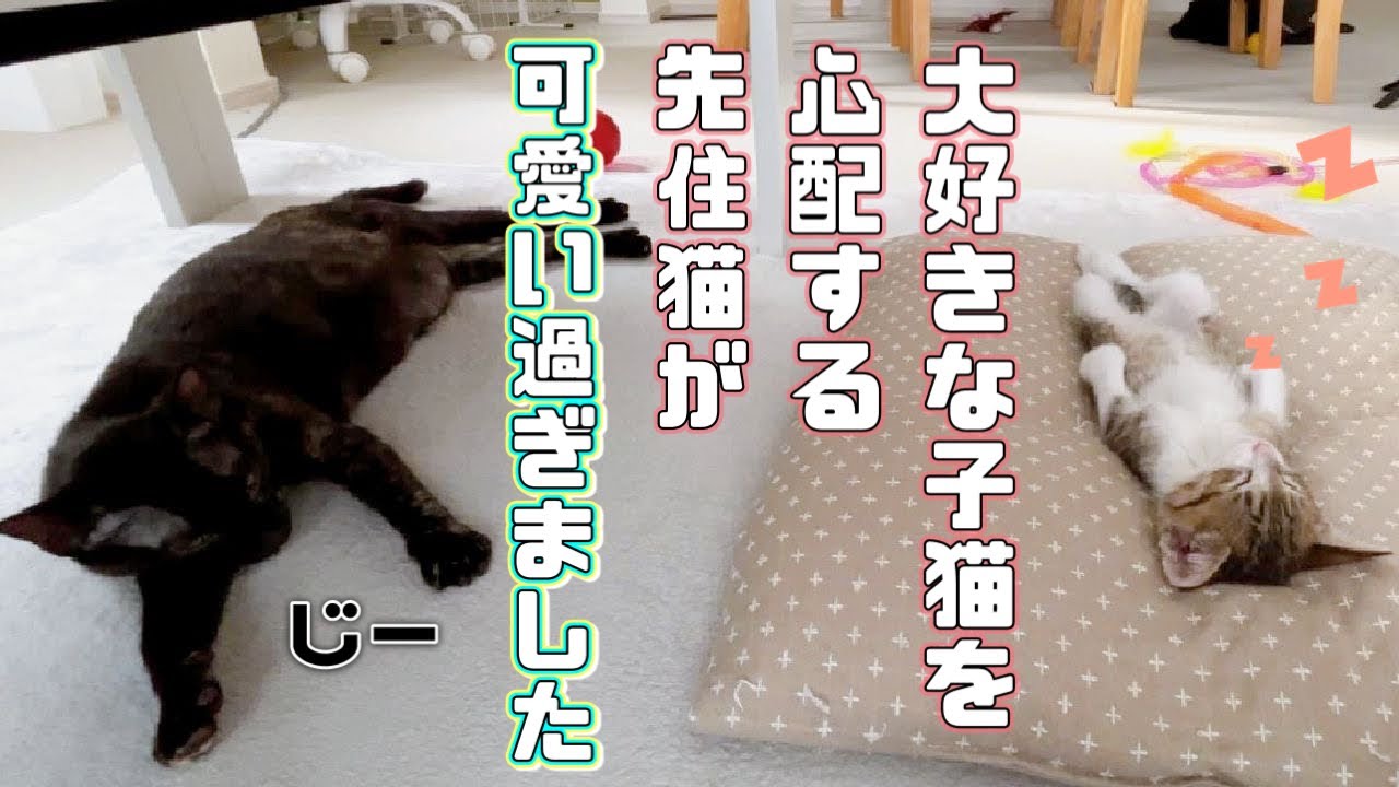 【保護猫】大好きな子猫の姿が見当たらなくて心配する先住猫が可愛すぎましたｗ