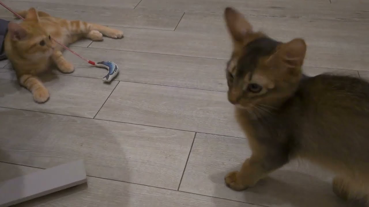 シン・ネコカフェ通信〜第十回Part２「子猫デビュー(ソマリのおとこの子)」【ネコカフェモカアルシェ大宮店】